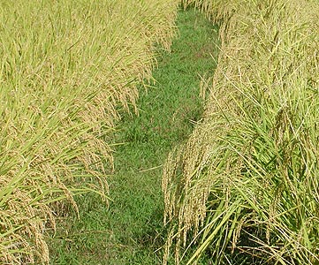 楽天市場 辻本店 岡山県産 雄町純米酒 稲ロゴラベル 雄町65500ml: ドラッグストアザグザグ通販