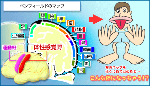 前立腺責めのやり方とコツ！気持ちいい前立腺マッサージの方法をイラストで解説