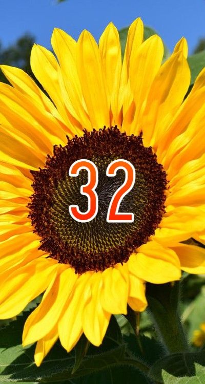 シウマ23の数字の意味や運勢・待ち受けまとめ！運気UPは守護ナンバーを活用！ - メルスペ