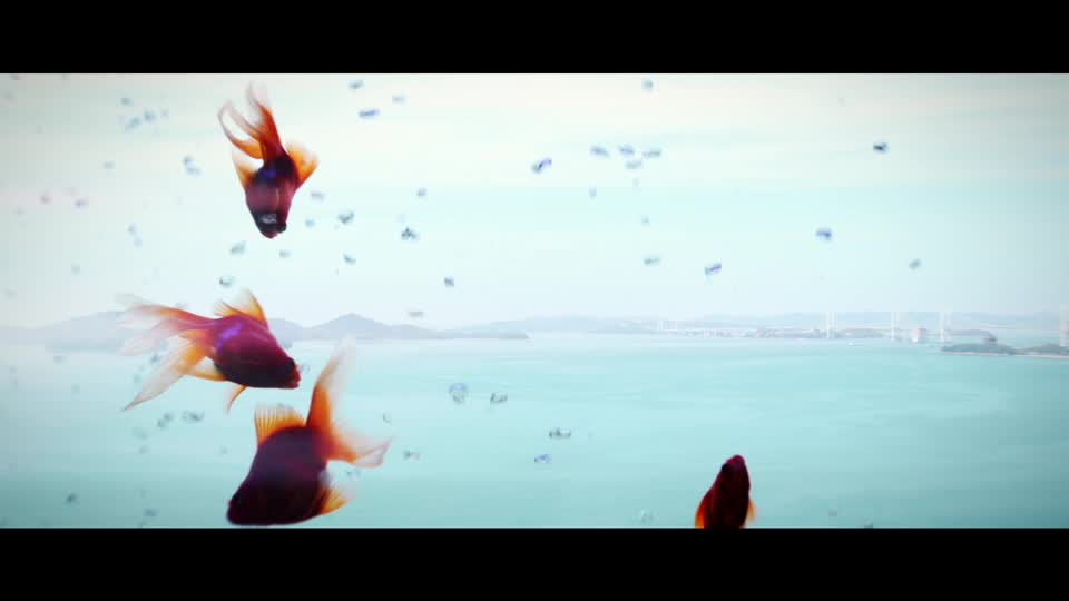 金魚影像– 瀏覽21,066 個素材庫相片、向量圖和影片 Adobe Stock