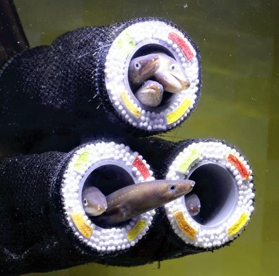 アナゴ篭用ロート– 日伸産業 株式会社