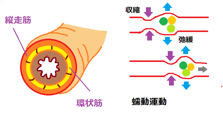 テニスボールで背中ほぐし 「整筋」して腰も首も軽く 崎田ミナの「ひとりほぐし」（中） -