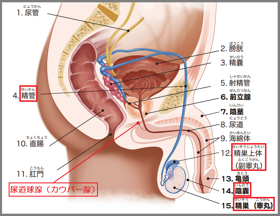 精子の製造と射精の仕組み｜【浜松町第一クリニック】