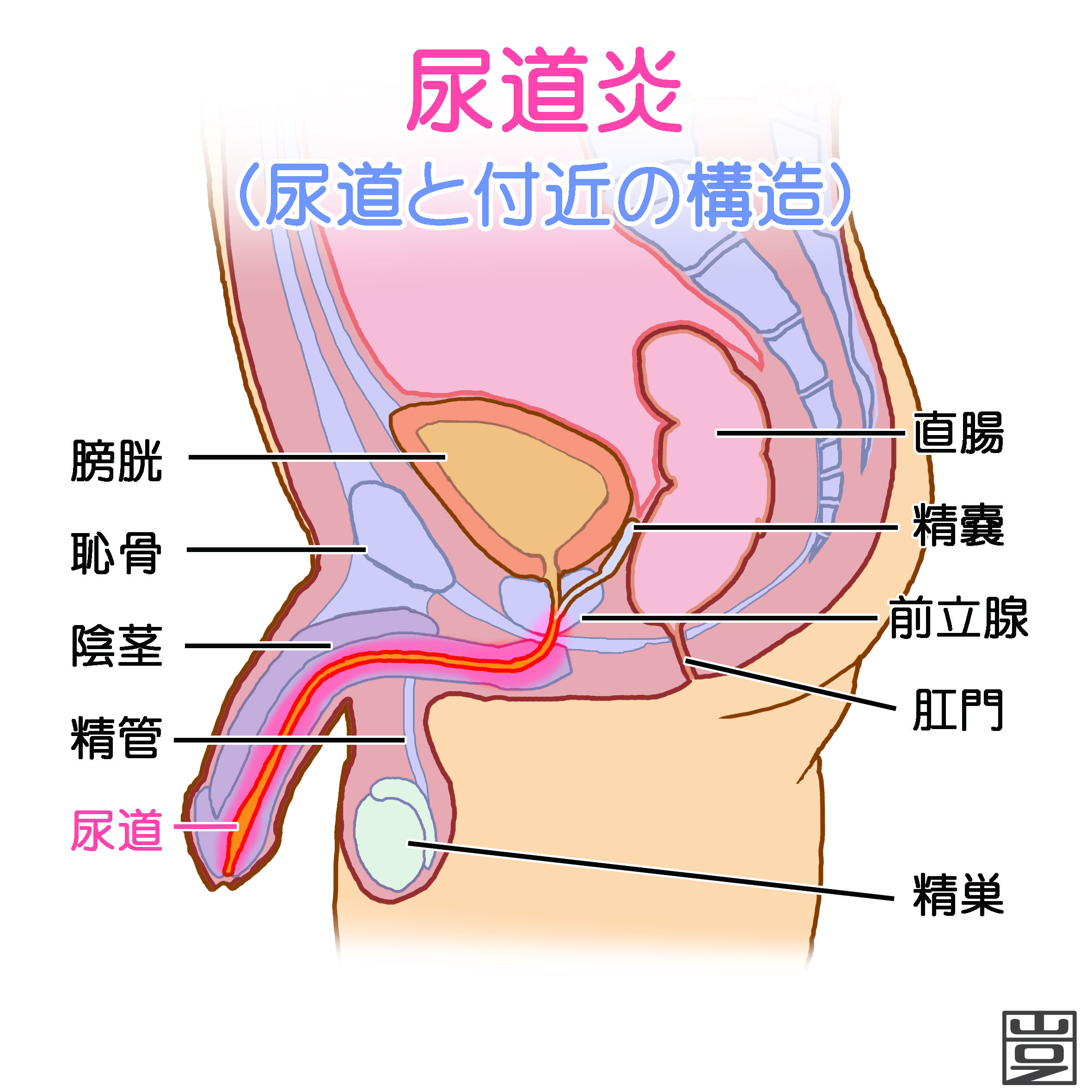 【男性必見】尿検査前日の性行為はダメ！【腎臓内科医が解説】