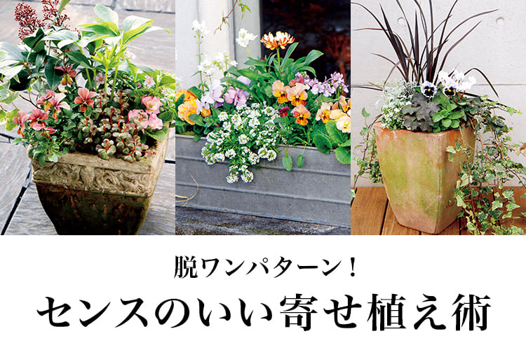 パンジーを花壇やプランター栽培できれいに見せる配色パターン家庭菜園インフォパーク
