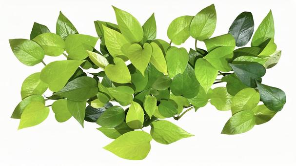 植物の緑の葉の装飾的な要素イラスト画像とPSDフリー素材透過の無料ダウンロード - Pngtree