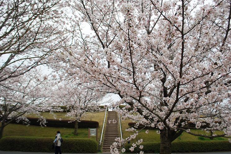 飛行機と、満開の桜を望める、さくらの山公園（千葉県成田市）（その１） : 旅プラスの日記