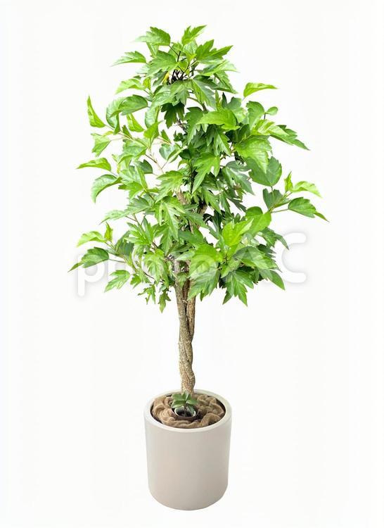 植物 背景透過の写真素材写真素材なら「写真AC」無料 フリー ダウンロードOK