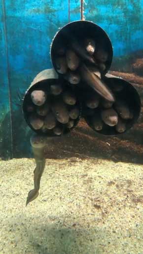 アナゴ筒 anago-do