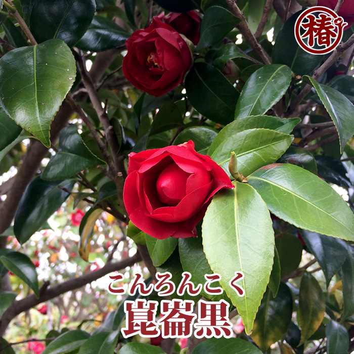 ツバキ 椿 ・「崑崙黒 こんろんこく 」 - peaの植物図鑑