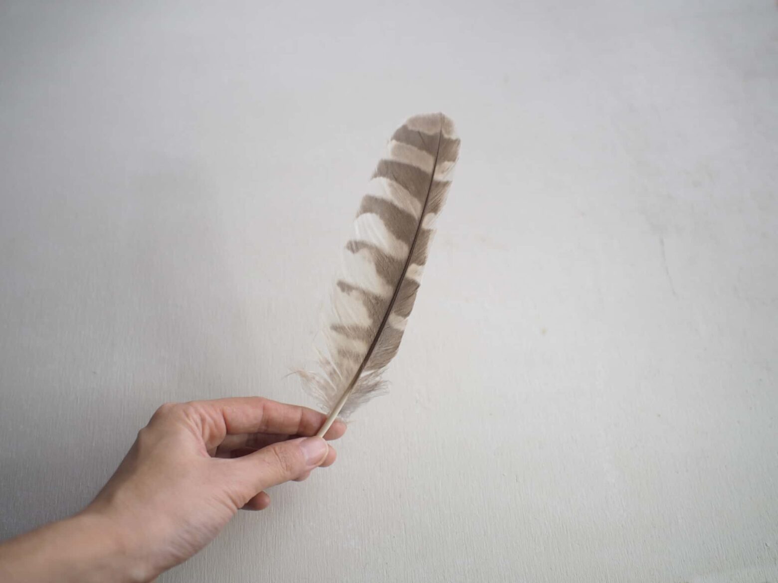 羽根ペン - SearchX