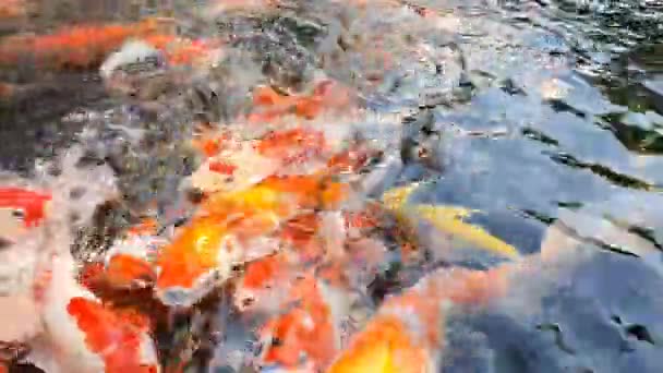 金魚イラストイラスト無料イラスト・フリー素材なら「イラストAC」