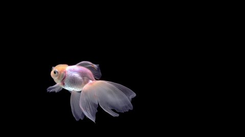 水槽の金魚の写真素材写真素材なら「写真AC」無料 フリー ダウンロードOK