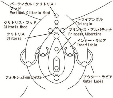 PRICE|ボディピアスの料金と開けられる場所のご案内|東京・原宿のボディピアッシングスタジオ|EXTREME