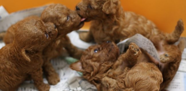 ハイジの里」（群馬県片品村） 小川も流れる自然いっぱい広大な里山ドッグランを楽しんできました│すばるなはっぴ～らいふ