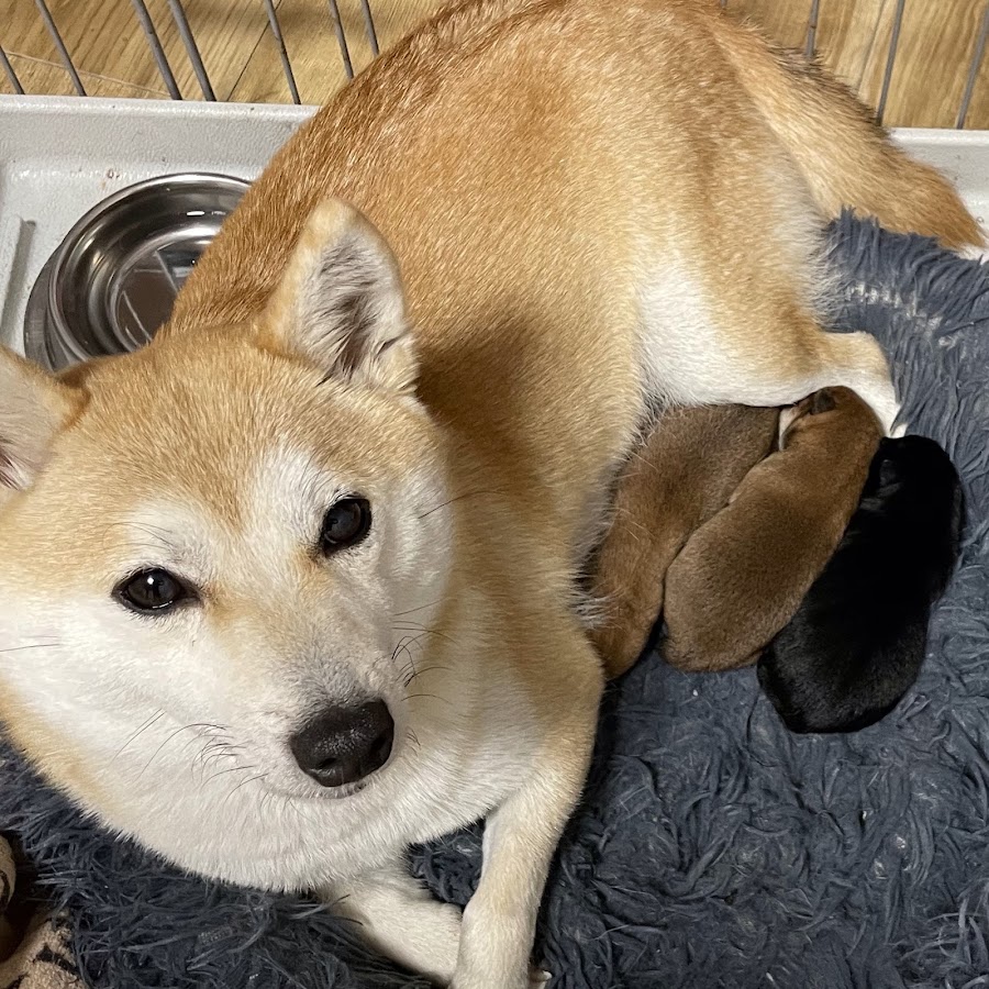 当店出身のてんちゃんがトリミングでご来店くださいました。体重は3キロ台と、とても小柄な女の子🐕🌷✨可愛らしいです☺️ #豆柴 #柴犬