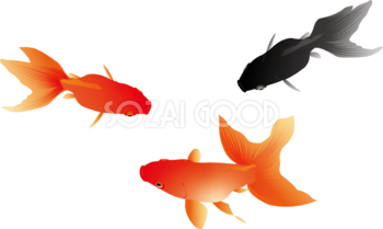 3,956 金魚 Stock Videos, Footage, & 4K Video Clips - Getty Images風鈴, 夏, 花火