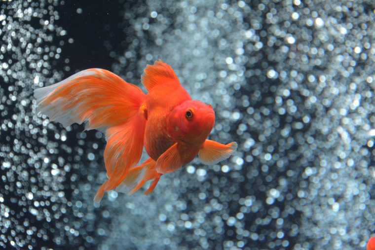 12,900点を超える金魚の映像素材とロイヤリティフリー映像 - iStock風鈴, 夏, 花火