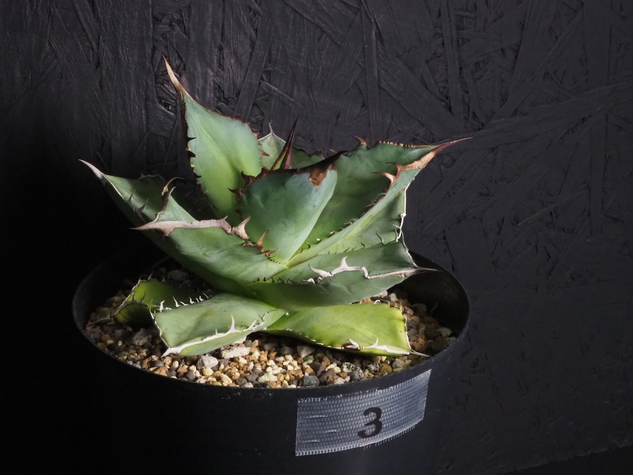 アガベ チタノタ スペード 