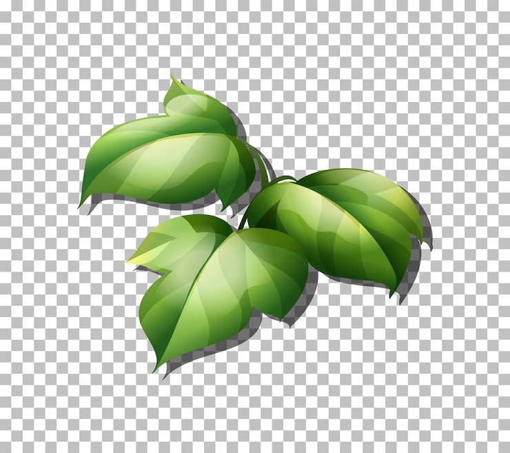 一枚の緑の紅葉の葉っぱの無料イラスト透過PNG・商用利用OKイラストセンタ