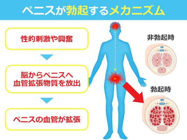 全22種類】勃起力アップするツボ総まとめ！写真付きで刺激方法を徹底解説 | ザヘルプM