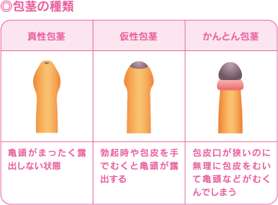 トイレットペーパーを使ったペニスの大きさと太さの測り方を紹介！｜風じゃマガジン