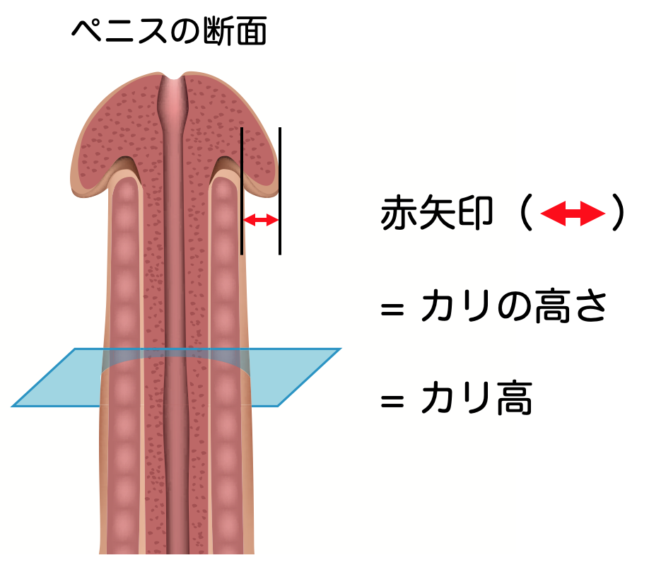 女性が求める理想のちんこはこれだ！セックスでイケるちんこの基準7つ –メンズクリニック研究会-包茎