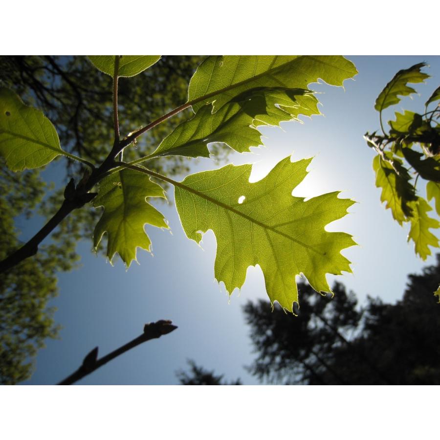 QPS513102DV 出隅縁 ブラックオーク柄 2本入 セット パナソニック アウンワークス通販