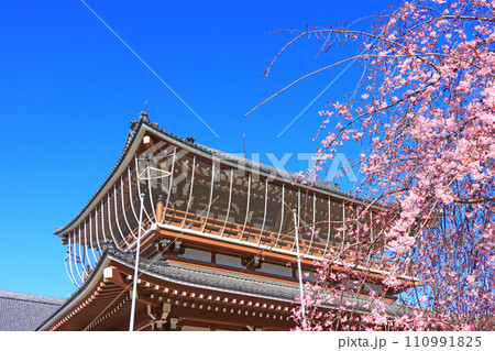 愛知県名古屋市、東別院山門と桜の風景の写真素材 [115965539] -