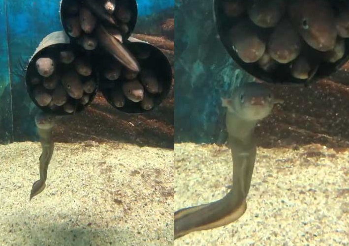閲覧注意 須磨海浜水族園の穴子の展示方法が集合体恐怖症の人にはちょっとキツイ絵面だった「みっちり詰まってて可愛い」「筒用意しときゃ勝手に入るからな」- Togetter