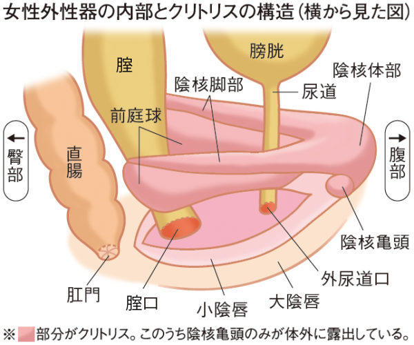 本当に穴がどこかわからないです。処女ですが生理はちゃんとありますしあるはずな - Yahoo!知恵袋