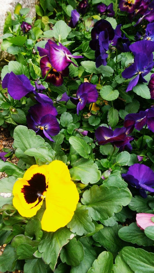 紫と黄色の組み合わせは、夏の終わりにぴったりなアレンジメント💐の写真・画像素材-Snapmart スナップマート