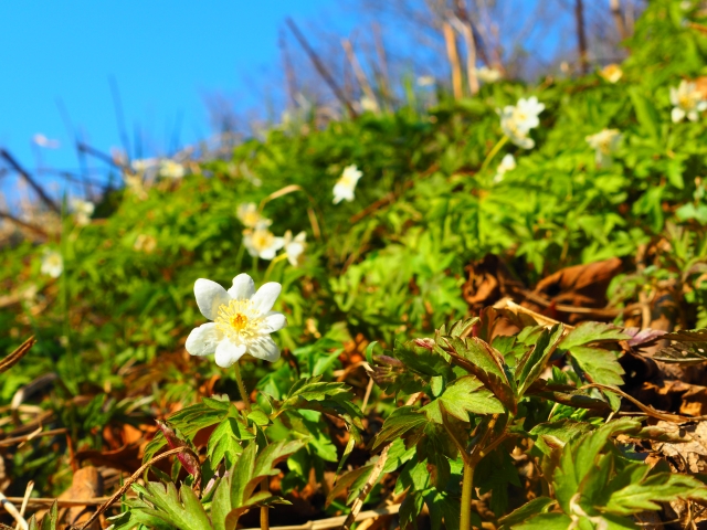 北海道 宿根草の育て方｜2月 植物の名前。ニックネームと学名 | 北海道生活