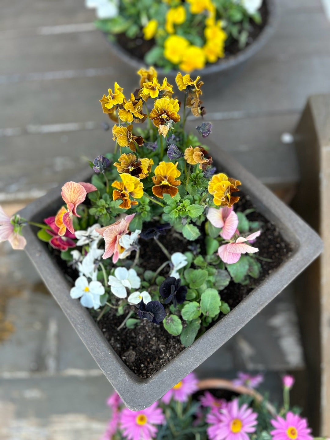 個性派パンジー＆ビオラと鉢のコーディネートで冬のおしゃれな寄せ植えGardenStoryガーデンストーリー