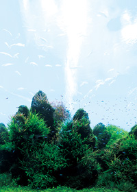 コトブキアウトレット フォトスクリーン90 水草K-103ヤマゲンペット