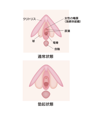 クリトリス包茎｜あんぬクリニック-女性器,女医,婦人科,美容外科,福岡