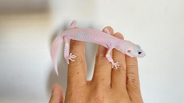 ピンクのヒョウ柄のハートイラスト素材透過、PNGフリー画像ダウンロード - Pngtree