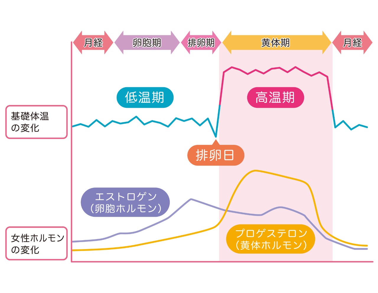 寝る前にA〇を見ていたらムラムラ… | おひとりさまのラブグッズ体験ブログ