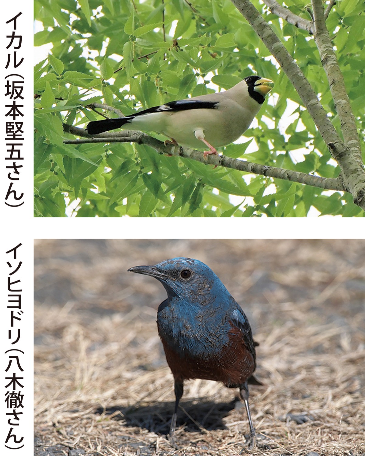 写真で見る愛川の野鳥 郷土資料館で展示 | 厚木・愛川・清川