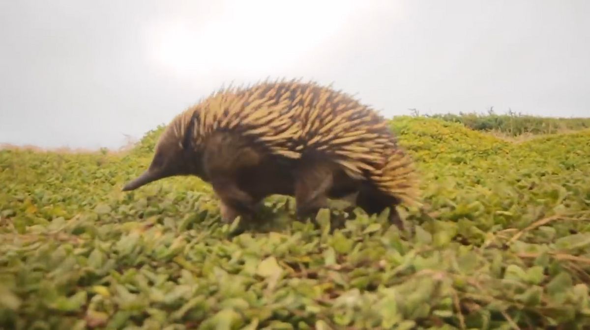 野生動物めくるめく性｜紗綾