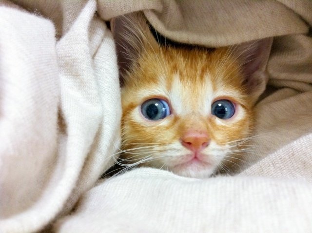 ダイクロイックアイ⁉︎ 20年程猫ちゃん診て来ましたが初めてです オッドアイですかとお伺いした所 ちがいます🙂‍↔️ ダイクロイックアイです 🤔一つの瞳の中で色が異なるのだそう 縁起がいいとされるオッドアイよりもさらに珍しいとの事 とてもいいものを見せてもらえ