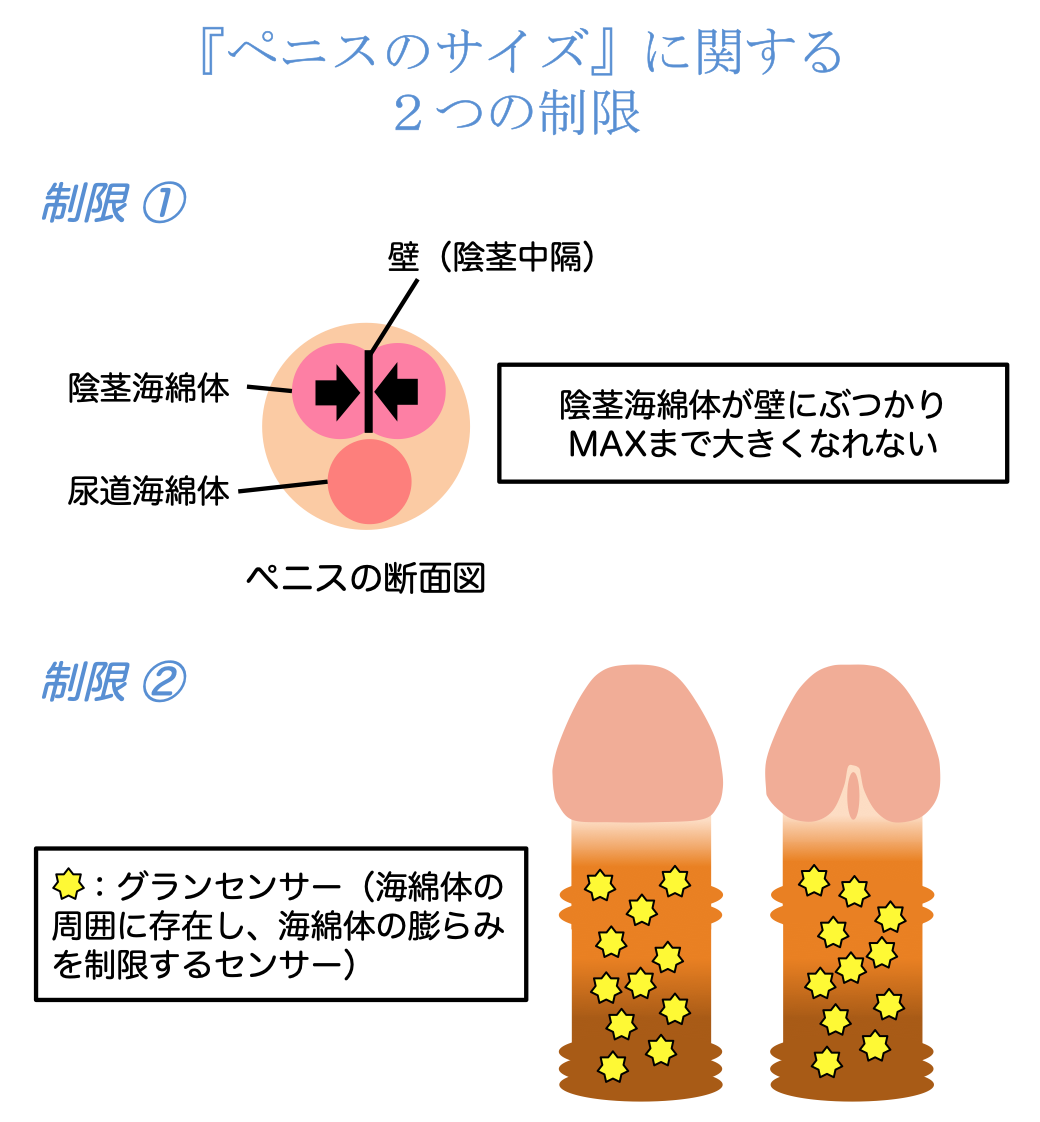 短小包茎とは！短小は何センチから？日本人の平均サイズや治療法 - アトムクリニック - atom-clinic