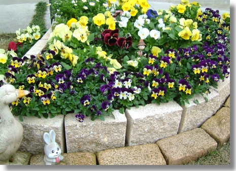 特集～パンジー～