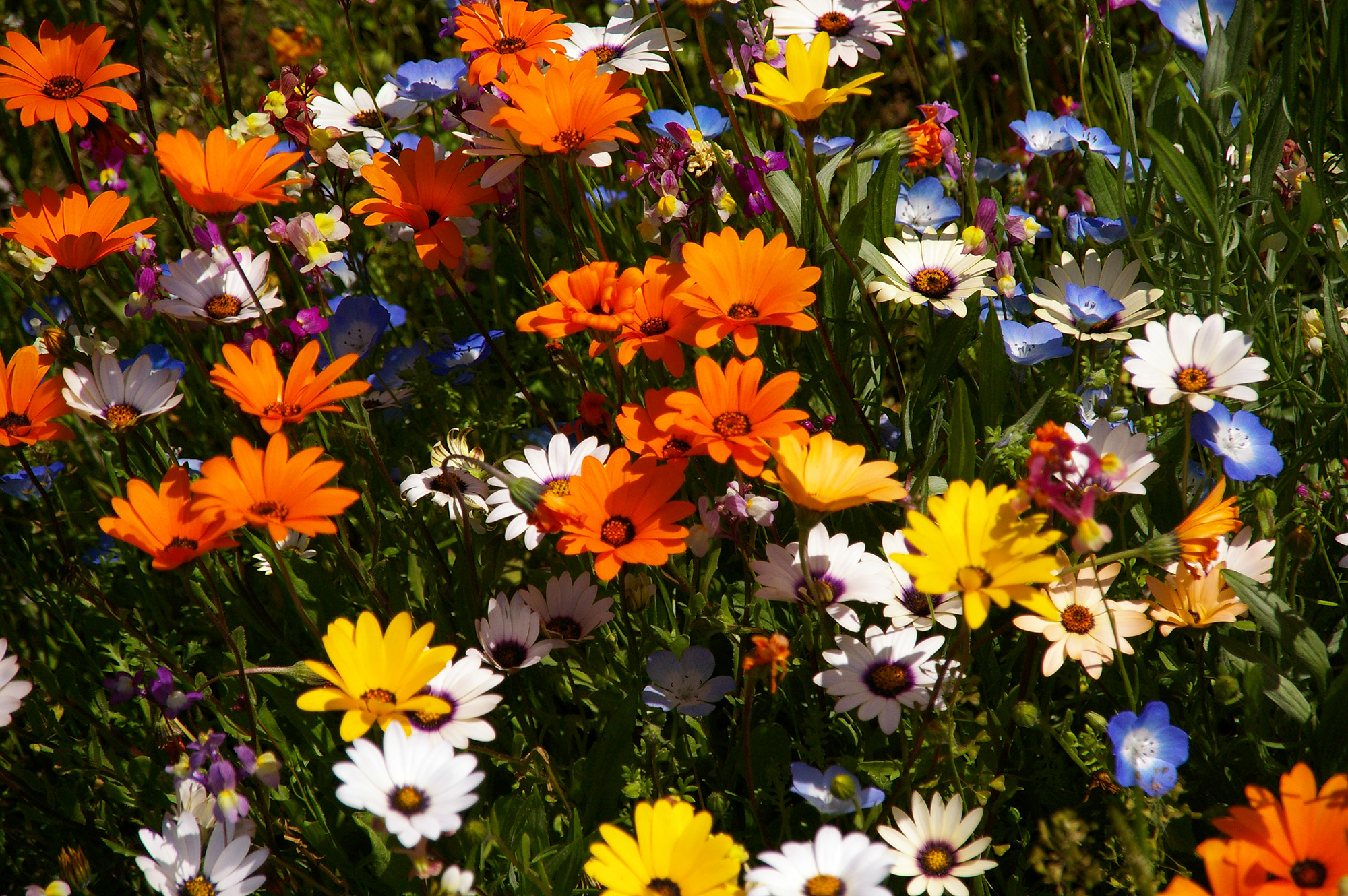 和 「カラフルな和柄背景」のフリー素材3枚セット名刺・ポストカード・チラシデザインの一部にFREEFREE”美容・女性専門”素材サイト