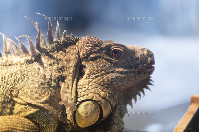 横顔めっちゃ綺麗😍twicetwiceonceoncetwiceoncetwicesanasanatwicesanacutesanatwiceすきな人と繋がりたいtwice好きな人と繋がりたいonceと繋がりたいonceさんと繋がりたいサナサナペン湊崎紗夏さな사나트와이스사나트와이스