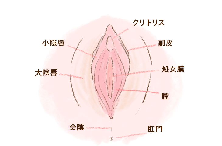 クリトリスって勃起するの？勃起させる方法や感覚・変化などを解説｜風じゃマガジン