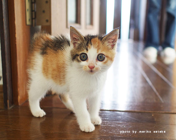 ♡やんちゃな子猫十三店♡【公式】激カワしろうと専門店 on X: