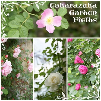 限定mt 文字のコラージュ etc.mt博 2013あかね流