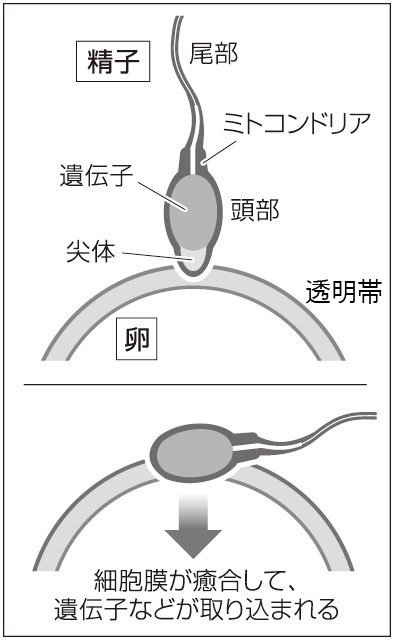 精通』とは？何歳ごろ？その時どうする？親の正しい対応とは｜VERY