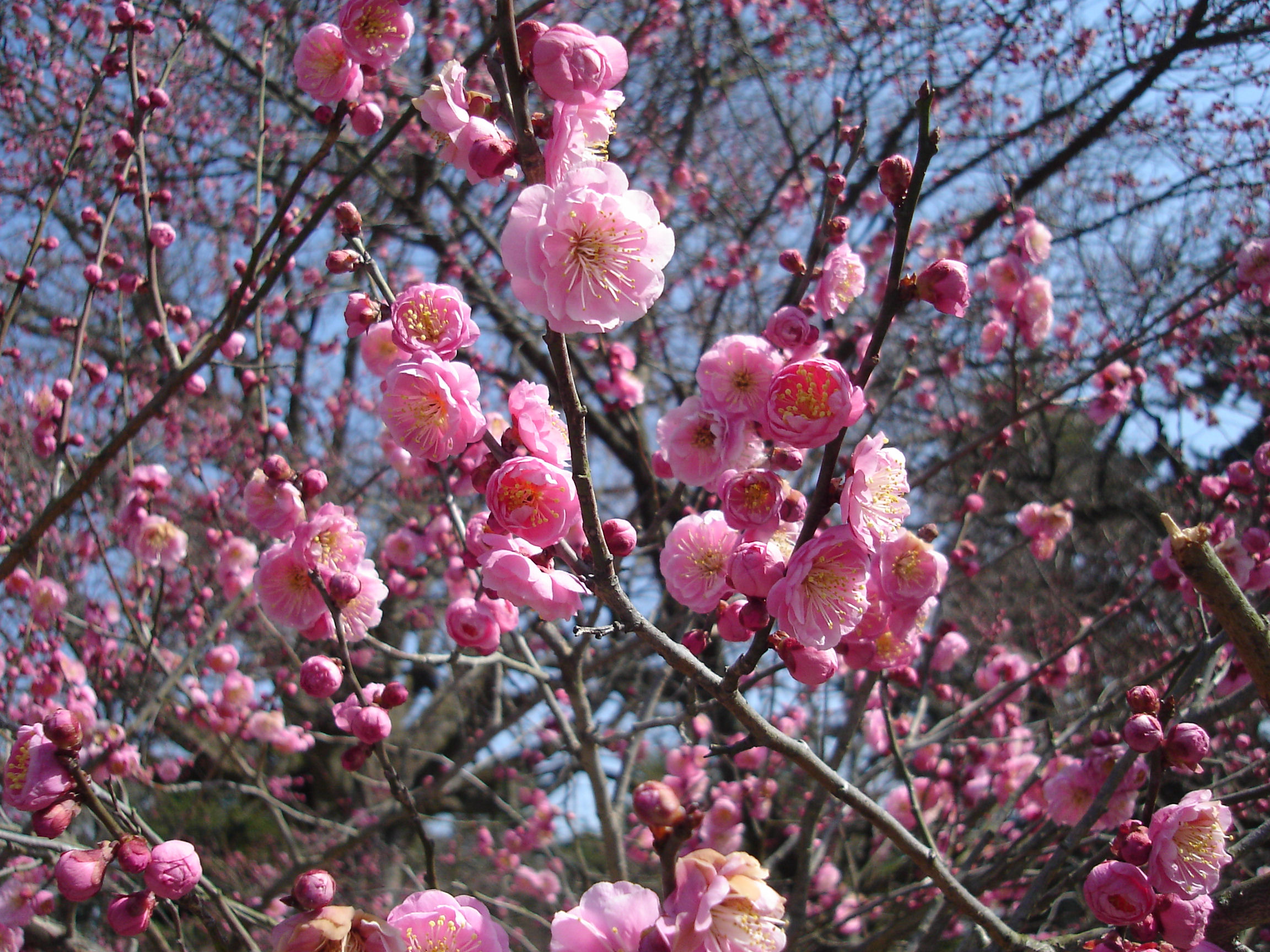 プラナス桜(栃木県宇都宮市)の賃貸物件建物情報(賃貸マンション)【ハウスコム】